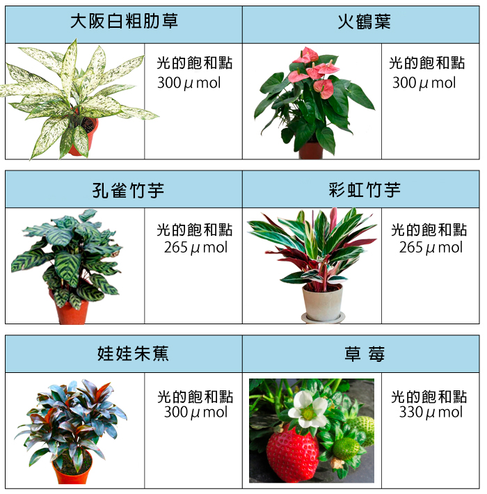 PLANTS01 product image